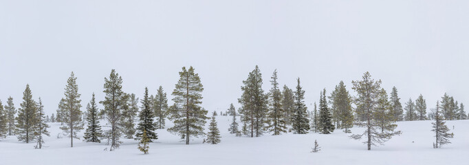 evergreen conifer trees in a snowstorm