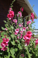 Fototapeta na wymiar pink flowers in a garden