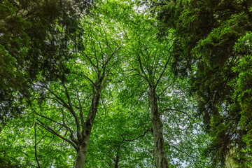 green vegetation in Kintrishi National Park, Georgia