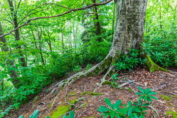 green vegetation in Kintrishi National Park, Georgia