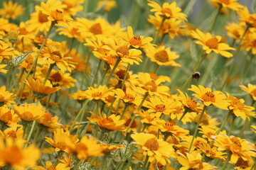 yellow flowers in the garden