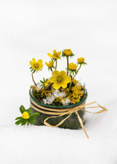 Beautiful floristic arrangement with yellow Winter aconite wildflowers in a glass jar in the snow. Rustic garden decor concept. Copy space. (Eranthis hyemalis)
