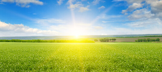 Green peas field, sunrise and blue sky.