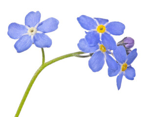Fototapeta na wymiar blue four blooms small group forget-me-not flower