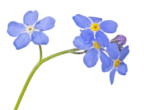 blue four blooms small group forget-me-not flower