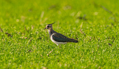 Northern lapwing, Vanellus vanellus, on the look out in its territory in grassland habitat, Denmark