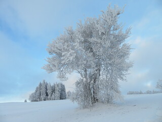 Frostige Bäume im Schnee