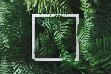 Green fern leaves with frame. Minimal forest layout, flat lay. Nature concept. Creative summer idea.