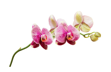 Fototapeta na wymiar Orchid branch with pink purple blossoms and puds isolated on transparent background.