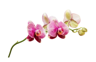 Foto op Canvas Orchid branch with pink purple blossoms and puds isolated on transparent background. © FotoHelin