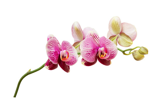 Orchid branch with pink purple blossoms and puds isolated on transparent background.