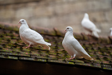 White dove sitting on a old roof tiles in a mountain village near the city of Danang, Vietnam. Closeup
