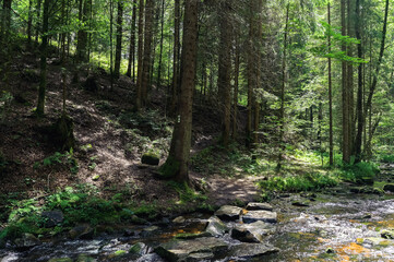 Fototapeta na wymiar footpath in the woods, Black Forest, Germany