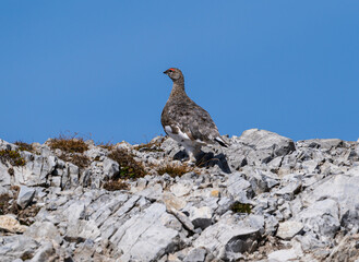 Wild Alps, fine art portrait of the rock ptarmigan female, Lagopus muta, snowy background
