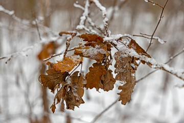 withered brown leaves covered with ice in winter