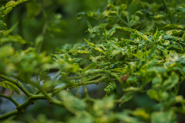 Stock photos of plants in the garden and yard