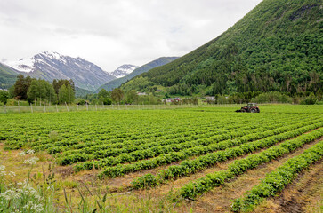 Fototapeta na wymiar Strawberry field in Andalsnes - Norway