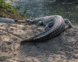 A pair of gavial near a lake