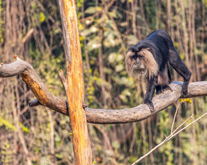 A lion head monkey walking on a branch of tree