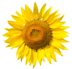 Naklejka premium Sunflower flower on a transparent background. isolated object. Element for design