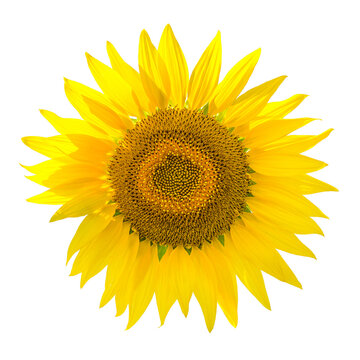 Yellow sunflower on a transparent background. isolated object. Element for design
