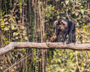 A Lion head monkey balancing on a tree