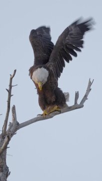 Vertical Video Bald Eagle Looking Around