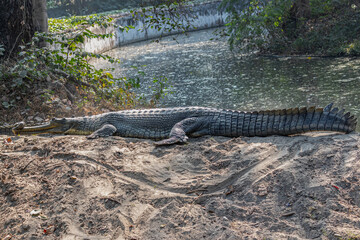 A gavial resting near a lake