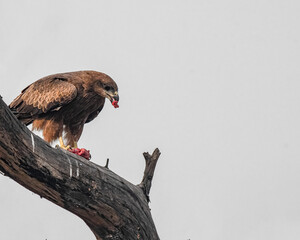 A Black Kite having meal on a tree