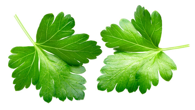 Flat-leaved Parsley leaves (Petroselinum crispum), top view isolated png