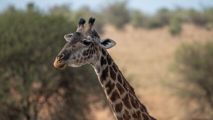 Detail of the head of an African giraffe in the Serengeti (Tanzania)