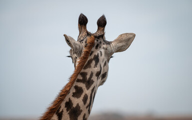 Detail of the head of an African giraffe in the Serengeti (Tanzania)