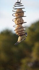 Mésange à la mangeoire
