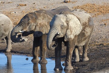 Fototapeta premium Elefanten (loxodonta africana) am Wasserloch Chudop im Etoscha Nationalpark in Namibia. 