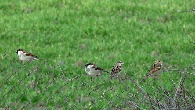 Flock of small sparrows sitting on the metal fence in a row and singing