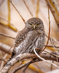 Northern pygmy owl (Glaucidium californicum) perched on branch making eye contact Colorado, USA
