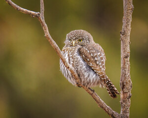 Northern pygmy owl (Glaucidium californicum) perched on branch making eye contact Colorado, USA