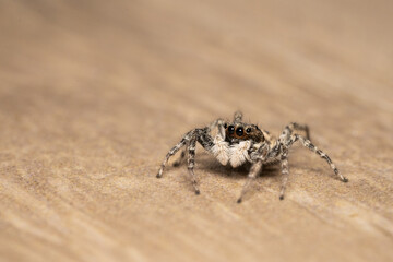 Macro photography of jumping spider, menemerus semilimbatus.
Family Salticidae, feeding on an insect.