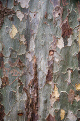 Baumrinde der Platane