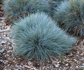 A Blue fescue plant growing in a garden. Festuca glauca