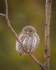 Northern pygmy owl (Glaucidium californicum) perched on tree branch Colorado, USA