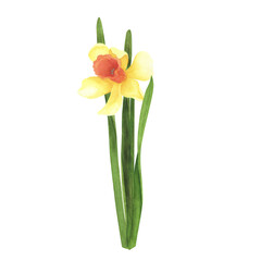 Daffodil plant isolated on white. Watercolor hand drawn botanical llustration. Art for greeting card, banner, poster