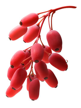 Cluster of barberries (Berberis vulgaris) isolated png