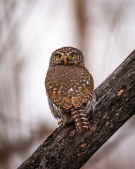Northern pygmy owl (Glaucidium californicum) perched on tree branch Colorado, USA
