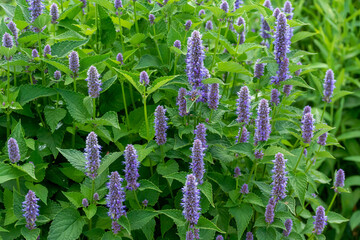 Anise Hyssop Growing In The Native Plant Garden