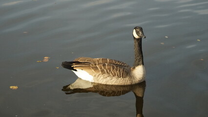 Patos en Holanda