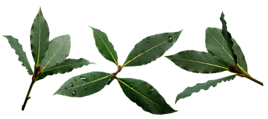 Set of sweet bay (laurel, Laurus nobilis,Grecian laurel) fresh leaves isolated png