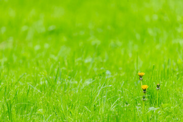 Lush Springtime foliage background with copy space. Close-up on several dandelions and wet grass. Spring sale concept.