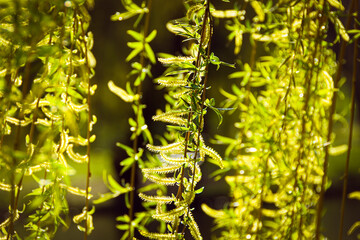 Yellow weeping willow branches in spring