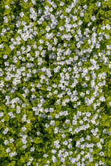 Lush Springtime foliage background with copy space. Close-up on large group of forget me nots and wet grass. Spring sale concept.